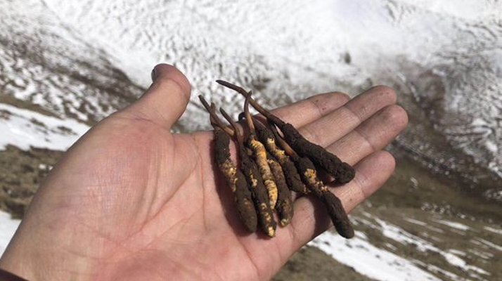 學校籃球館地板什么牌子好