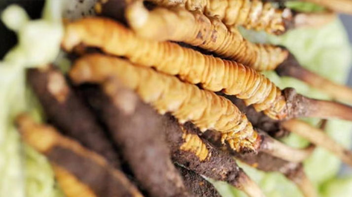 24厚舞臺木地板多少錢一平米?