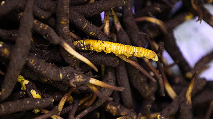 學校舞蹈室木地板施工工藝