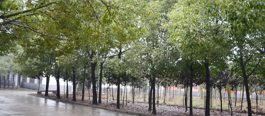 學校運動籃球地板市場價格表