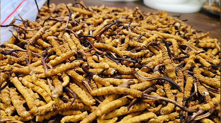 山東楓樺木體育木地板哪家好