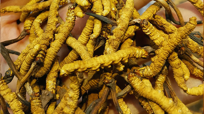 沈陽硬木企口體育木地板生產(chǎn)廠家